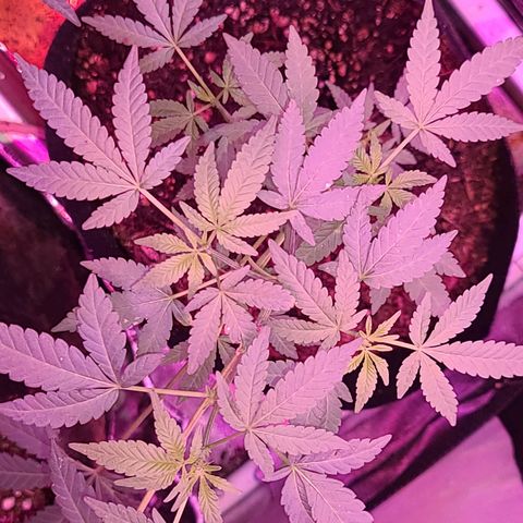 Unknown strain growlog photo: Trees 1-4  defoliate
