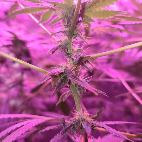 Unknown strain growlog photo: Trees 1-4  defoliate