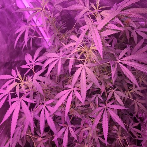 Unknown strain growlog photo: Trees 1-4  defoliate