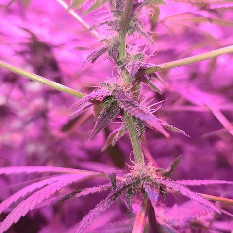 Unknown strain growlog photo: Trees 1-4  defoliate