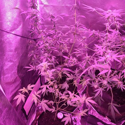 Unknown strain growlog photo: GSC TREES 1-4
Raised trees #3 &4 extra 8" from the floor
No feed today
Plant #1 defoliated