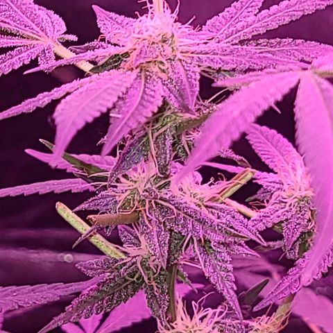 Unknown strain growlog photo: GSC TREES 1-4
Raised trees #3 &4 extra 8" from the floor
No feed today
Plant #1 defoliated