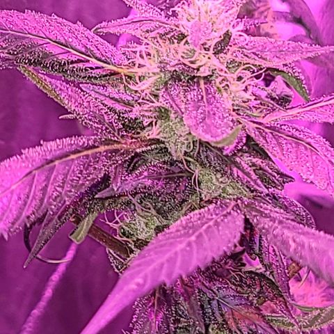 Unknown strain growlog photo: GSC TREES 1-4
Raised trees #3 &4 extra 8" from the floor
No feed today
Plant #1 defoliated