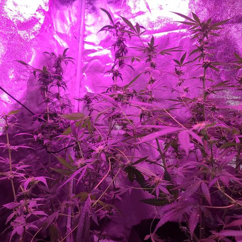 Unknown strain growlog photo: GSC TREES 1-4
Raised trees #3 &4 extra 8" from the floor
No feed today
Plant #1 defoliated