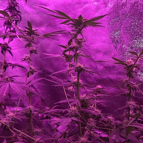 Unknown strain growlog photo: GSC TREES 1-4
Raised trees #3 &4 extra 8" from the floor
No feed today
Plant #1 defoliated