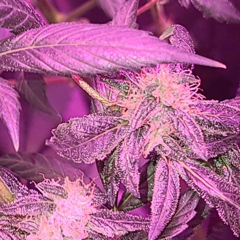 Unknown strain growlog photo: GSC TREES 1-4
Raised trees #3 &4 extra 8" from the floor
No feed today
Plant #1 defoliated