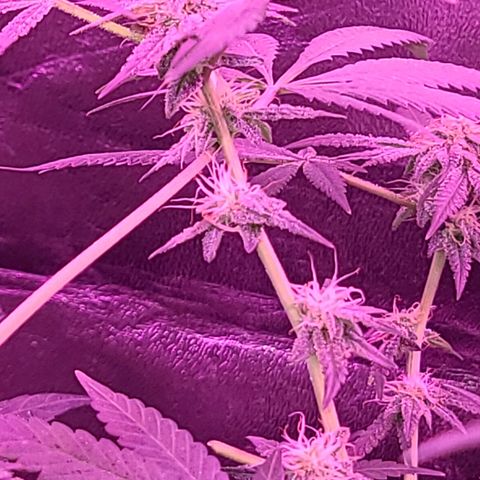 Unknown strain growlog photo: GSC TREES 1-4
Raised trees #3 &4 extra 8" from the floor
No feed today
Plant #1 defoliated