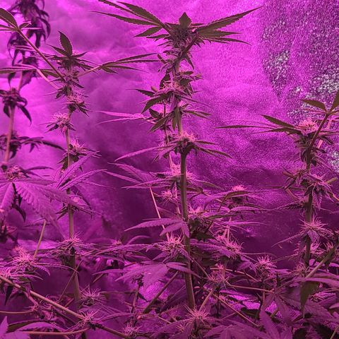 Unknown strain growlog photo: GSC TREES 1-4
Raised trees #3 &4 extra 8" from the floor
No feed today
Plant #1 defoliated