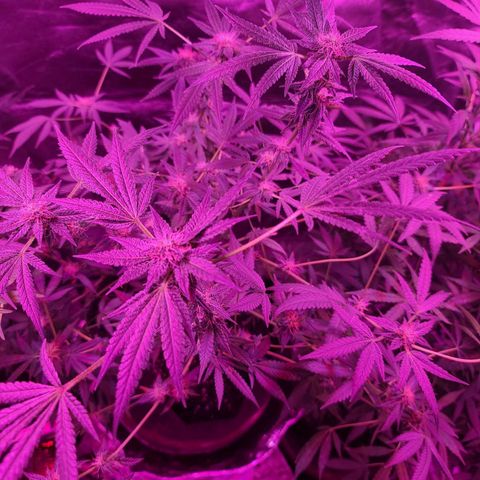 Unknown strain growlog timeline photo