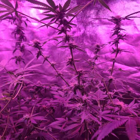 Unknown strain growlog timeline photo