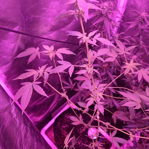 Unknown strain growlog timeline photo