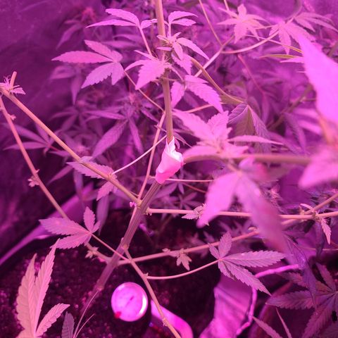 Unknown strain growlog timeline photo