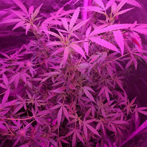 Unknown strain growlog timeline photo