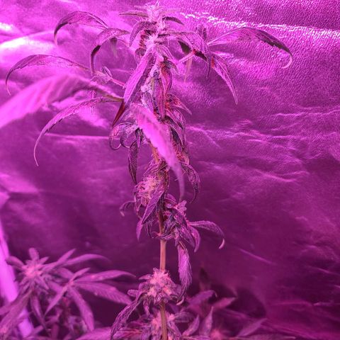 Unknown strain growlog timeline photo