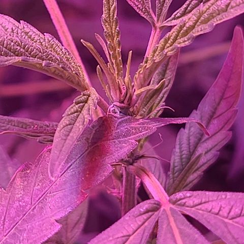 Unknown strain growlog timeline photo