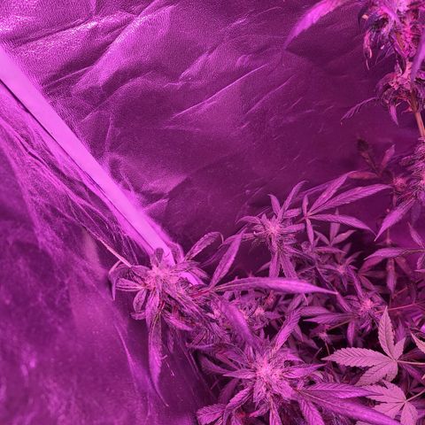 Unknown strain growlog timeline photo
