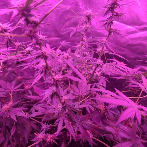 Unknown strain growlog timeline photo