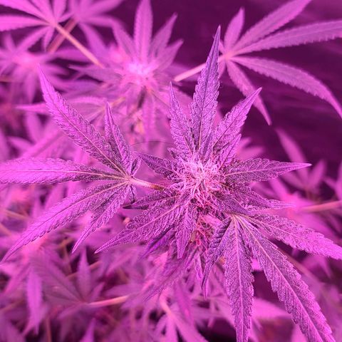 Unknown strain growlog timeline photo