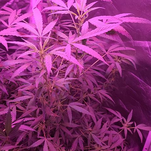 Unknown strain growlog photo: Gsc #1-4
Lights 12/12