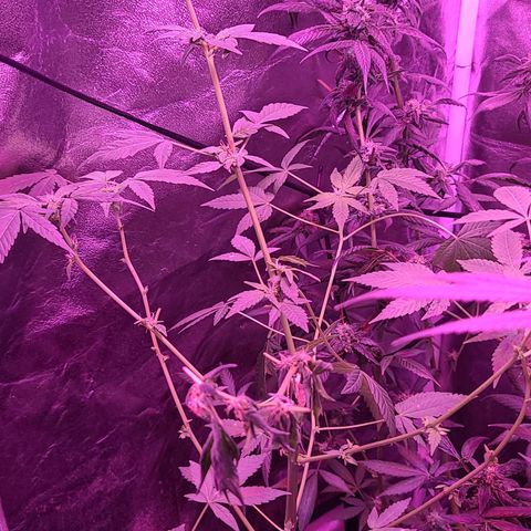 Unknown strain growlog photo: Gsc #1-4
Lights 12/12