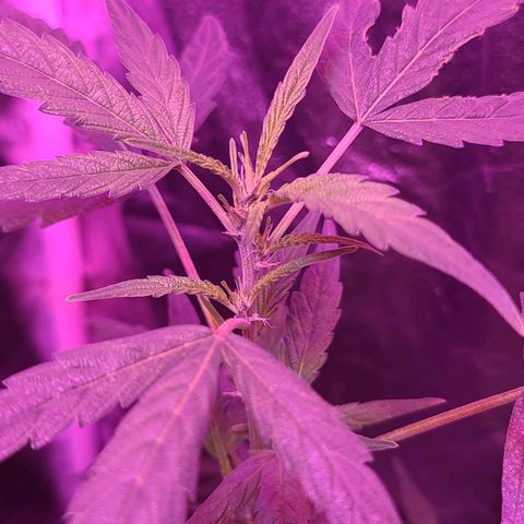 Unknown strain growlog photo: Gsc #1-4
Lights 12/12