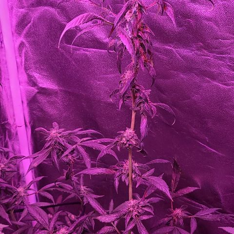Unknown strain growlog photo: Gsc #1-4
Lights 12/12