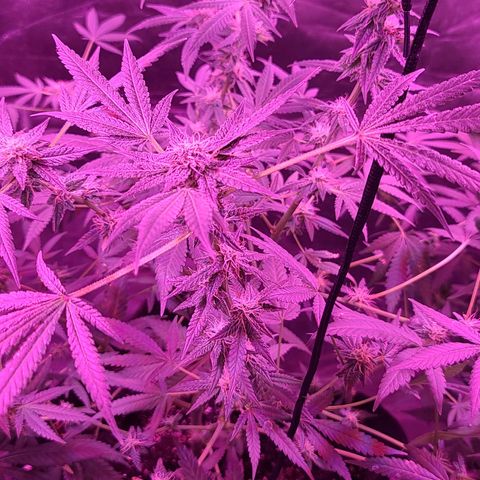 Unknown strain growlog photo: Gsc #1-4
Lights 12/12