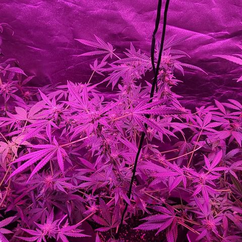 Unknown strain growlog photo: Gsc #1-4
Lights 12/12