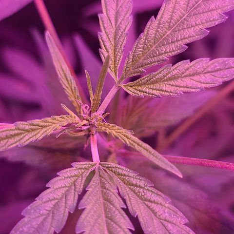 Unknown strain growlog photo: Gsc #1-4
Lights 12/12