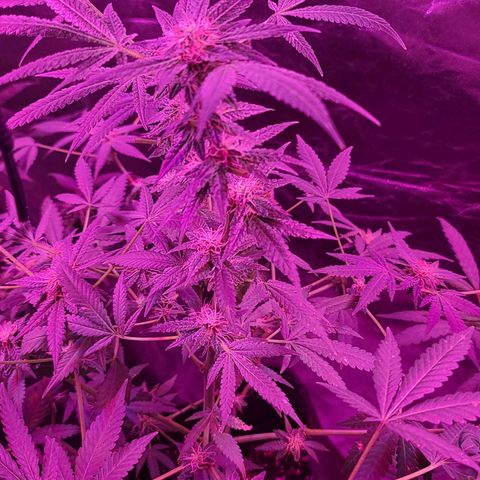 Unknown strain growlog photo: Gsc #1-4
Lights 12/12