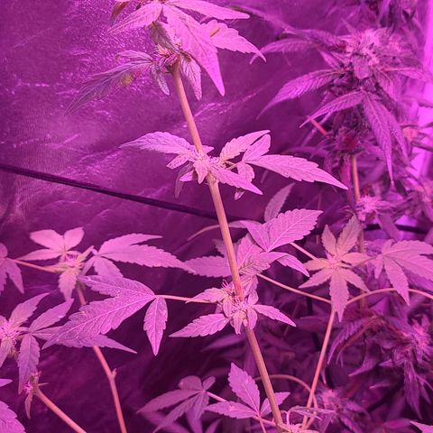 Unknown strain growlog photo: Gsc #1-4
Lights 12/12