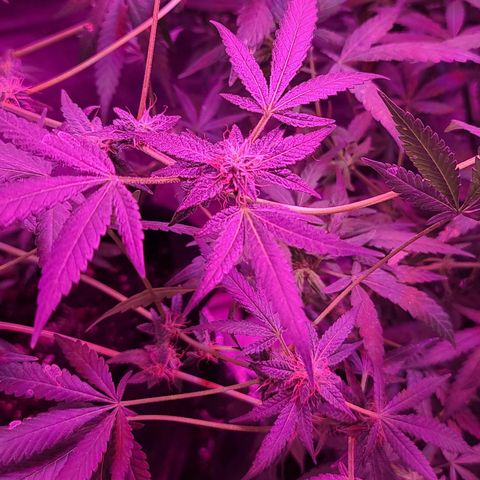 Unknown strain growlog photo: Gsc #1-4
Lights 12/12