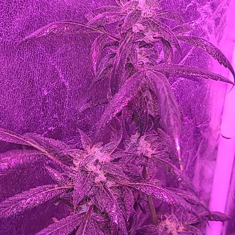 Unknown strain growlog photo: Gsc #1-4 7 week flower stage
Lights 12/12