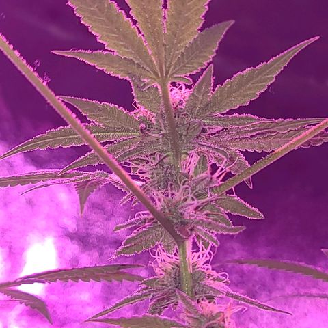 Unknown strain growlog photo: Gsc #1-4 7 week flower stage
Lights 12/12