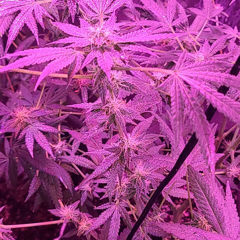 Unknown strain growlog photo: Gsc #1-4 7 week flower stage
Lights 12/12