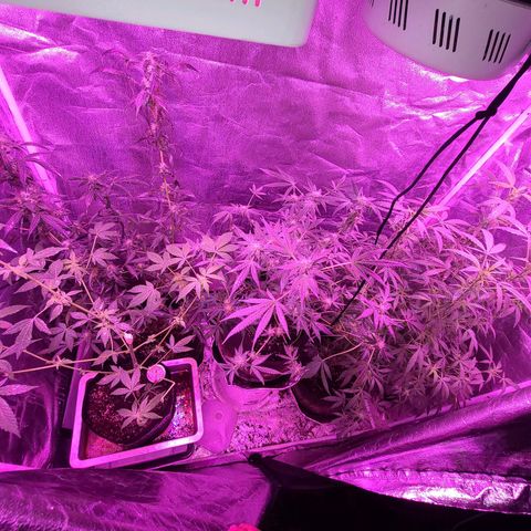 Unknown strain growlog photo: Gsc #1-4 7 week flower stage
Lights 12/12