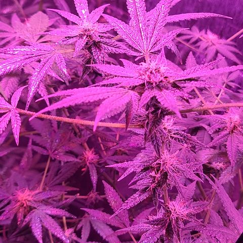 Unknown strain growlog photo: Gsc #1-4 7 week flower stage
Lights 12/12