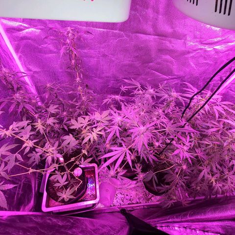 Unknown strain growlog photo: Gsc #1-4 7 week flower stage
Lights 12/12