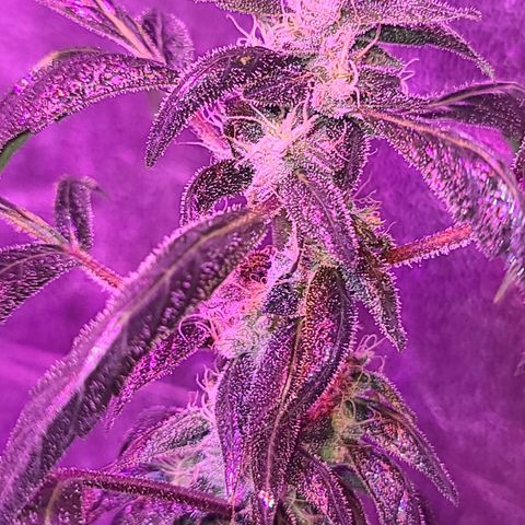 Unknown strain growlog photo: Gsc #1-4 7 week flower stage
Lights 12/12
