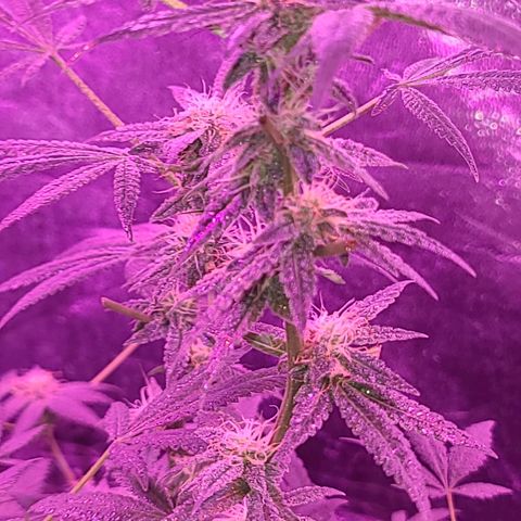 Unknown strain growlog photo: Gsc #1-4 7 week flower stage
Lights 12/12