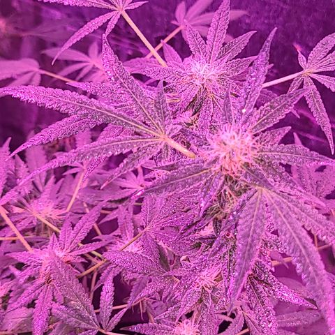 Unknown strain growlog photo: Gsc #1-4 7 week flower stage
Lights 12/12