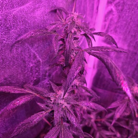 Unknown strain growlog photo: Gsc #1-4 7 week flower stage
Lights 12/12