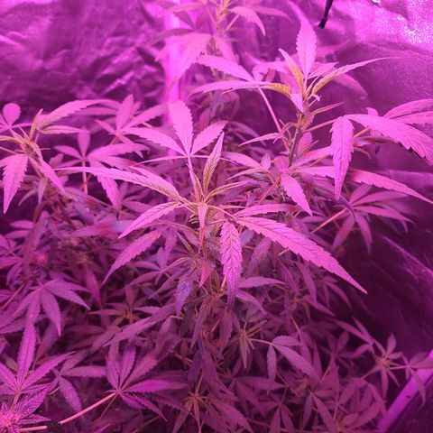 Unknown strain growlog photo: Gsc# 1-4 
Lights 12/12 
Tree #1 LST