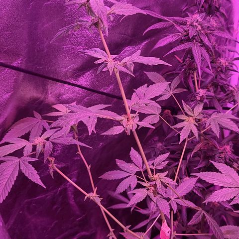 Unknown strain growlog photo: Gsc# 1-4 
Lights 12/12 
Tree #1 LST