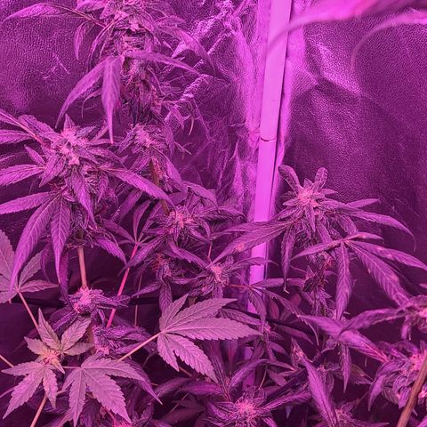 Unknown strain growlog photo: Gsc# 1-4 
Lights 12/12 
Tree #1 LST