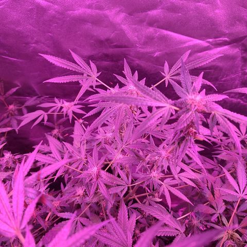 Unknown strain growlog photo: Gsc# 1-4 
Lights 12/12 
Tree #1 LST