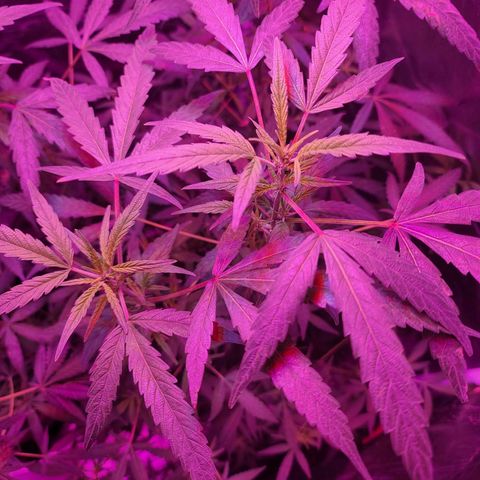 Unknown strain growlog photo: Gsc# 1-4 
Lights 12/12 
Tree #1 LST