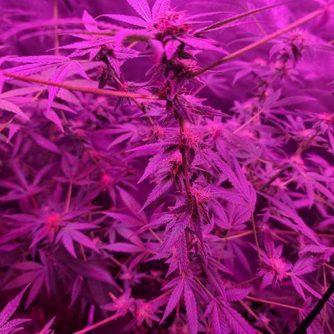 Unknown strain growlog photo: Gsc# 1-4 
Lights 12/12 
Tree #1 LST