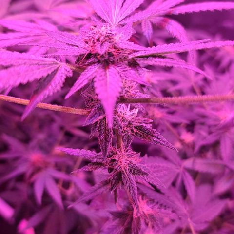 Unknown strain growlog photo: Gsc# 1-4 
Lights 12/12 
Tree #1 LST