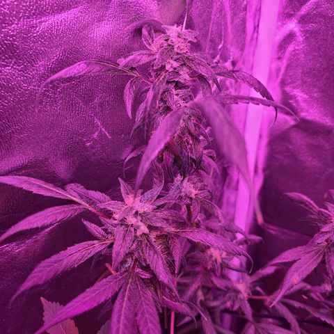 Unknown strain growlog photo: Gsc# 1-4 
Lights 12/12 
Tree #1 LST